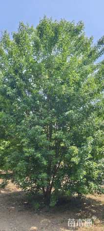 高度600厘米丛生三角枫