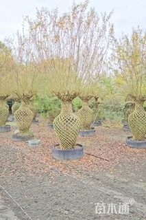 30公分紫薇花瓶