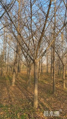 15公分嫁接银杏