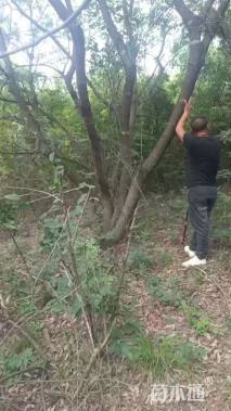 50公分丛生黄连木