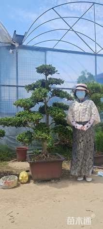 高度200厘米小叶黄杨