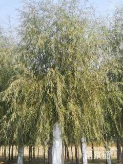 27公分嫁接垂柳