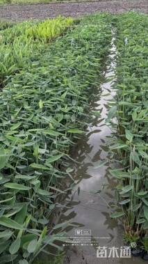 高度35厘米再力花