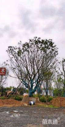 35公分朴树