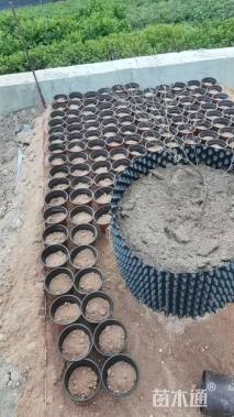 25公分(4杆)丛生蓝花楹