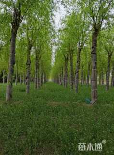 22公分嫁接垂柳