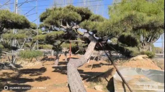 高度500厘米黑松