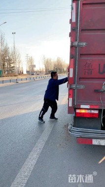 高度40厘米银叶菊