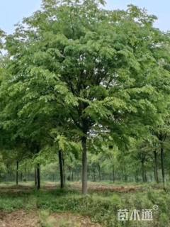 12公分榉树