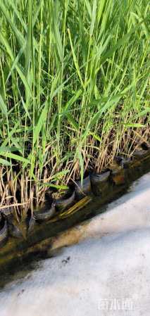 高度40厘米芦苇