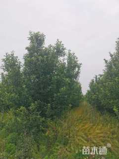 18公分八棱海棠