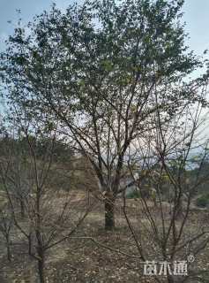 25公分染井吉野樱