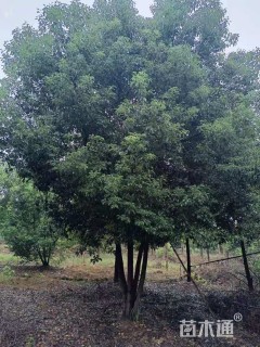 10公分丛生香樟