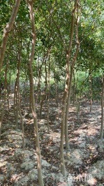 40公分丛生朴树