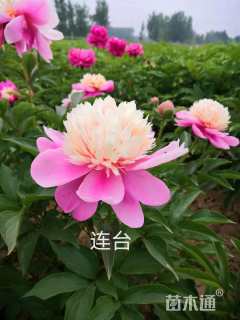 高度20厘米芍药