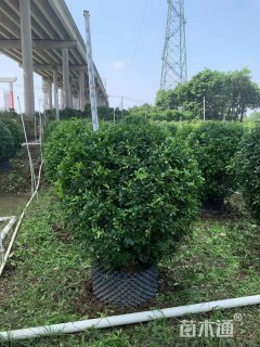 高度160厘米九里香球