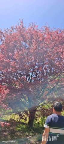 30公分中国红枫