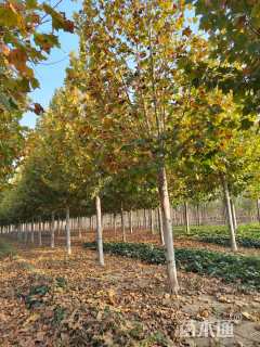 18公分骨架法桐