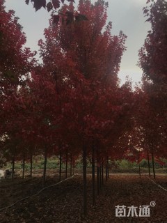 18公分美国红枫-红冠