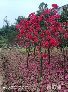 高度150厘米三角梅