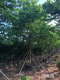 高度700厘米紫荆