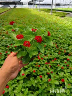 冠幅15厘米五色梅