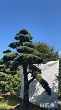 25公分造型五针松