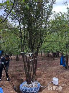 高度500厘米丛生暴马丁香