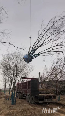 高度400厘米丛生五角枫