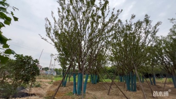 20公分(5杆)丛生朴树