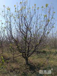 18公分八棱海棠