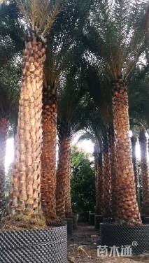 裸干高700厘米中东海枣