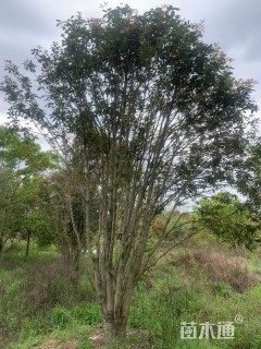 高度700厘米丛生桂花