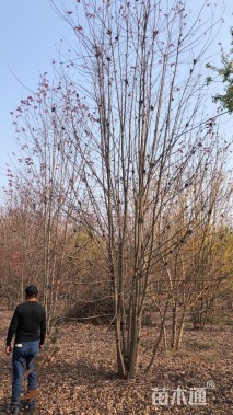 高度800厘米丛生美国红枫