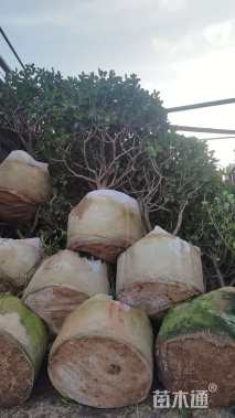 高度280厘米三角梅