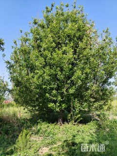 18公分八棱海棠