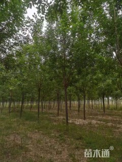 10公分高杆染井吉野樱