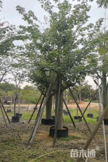 30公分美丽异木棉