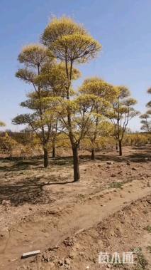 15公分造型金叶榆