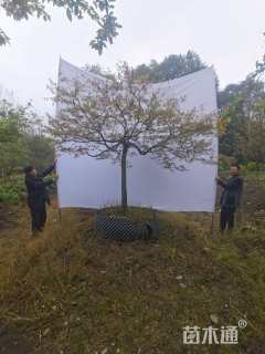 高度200厘米羽毛枫