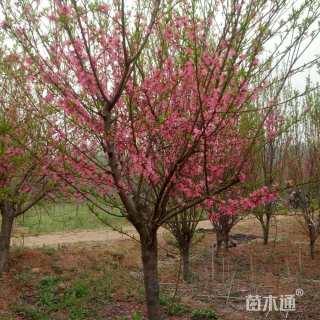 15公分红叶碧桃