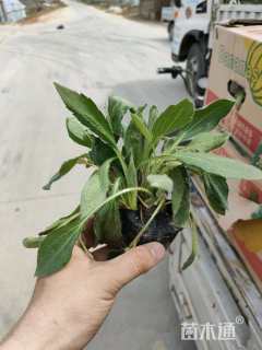 高度10厘米金光菊