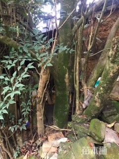 高度600厘米茶树