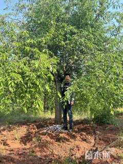 20公分八重红垂枝樱