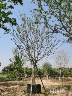 18公分朴树