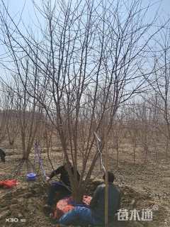 高度600厘米丛生三角枫