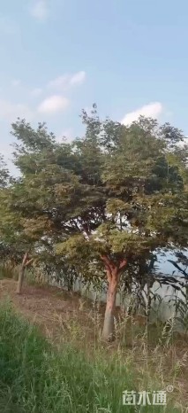 15公分日本红枫