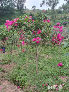 5公分造型三角梅