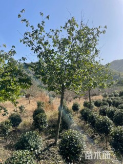 高度3000厘米素馨腊梅