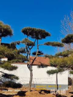 19公分造型黑松